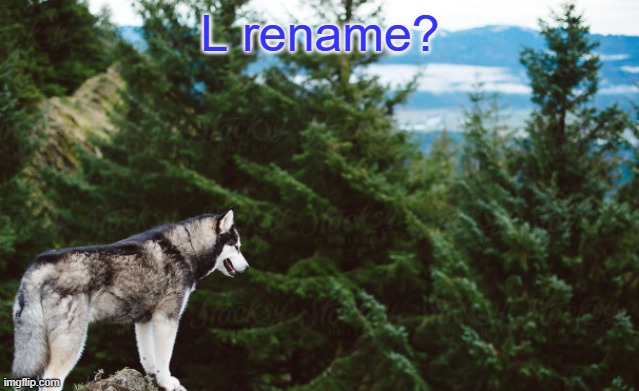 Some Halloween spooky stuff | L rename? | image tagged in husky | made w/ Imgflip meme maker