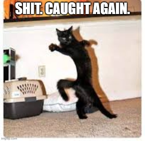 Cat got caught sneaking into the kitchen ..... again. | SHIT. CAUGHT AGAIN. | image tagged in cat,funny,humor,kittens,funny cat meme | made w/ Imgflip meme maker