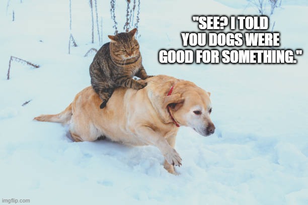 Cat finally admits that dogs are not all bad.   -- funny -- | "SEE? I TOLD YOU DOGS WERE GOOD FOR SOMETHING." | image tagged in cats,funny,kittens,humor,cats and dogs,funny cat memes | made w/ Imgflip meme maker