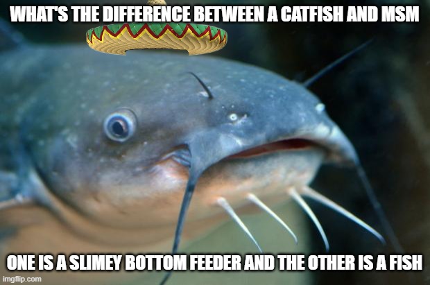 Catfish Catfish  | WHAT'S THE DIFFERENCE BETWEEN A CATFISH AND MSM; ONE IS A SLIMEY BOTTOM FEEDER AND THE OTHER IS A FISH | image tagged in catfish catfish | made w/ Imgflip meme maker