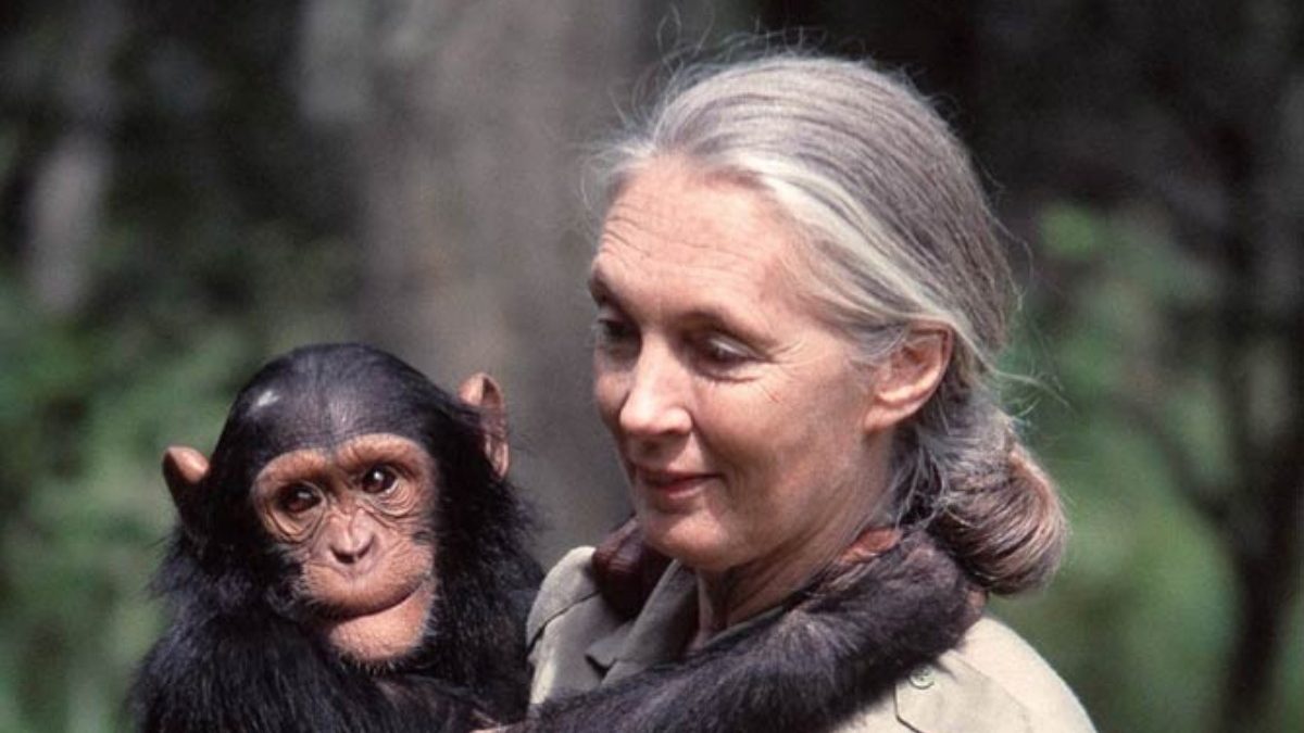 Jane Goodall with chimpanzee Blank Meme Template