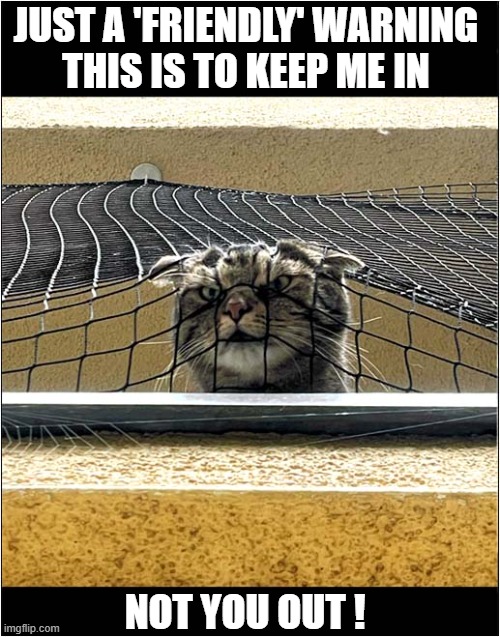 I'm Scared ! | JUST A 'FRIENDLY' WARNING
THIS IS TO KEEP ME IN; NOT YOU OUT ! | image tagged in cats,scary,keep out | made w/ Imgflip meme maker