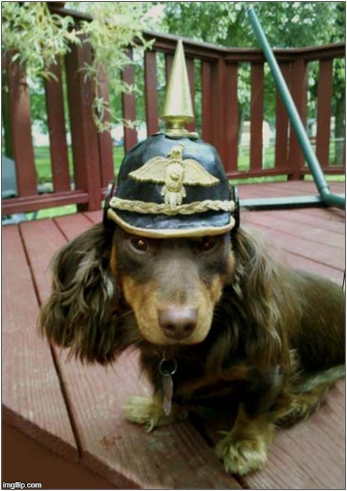 A Dachshund Wearing A WW1 German Picklehaube Helmet | image tagged in dogs,dachshund,picklehaube | made w/ Imgflip meme maker