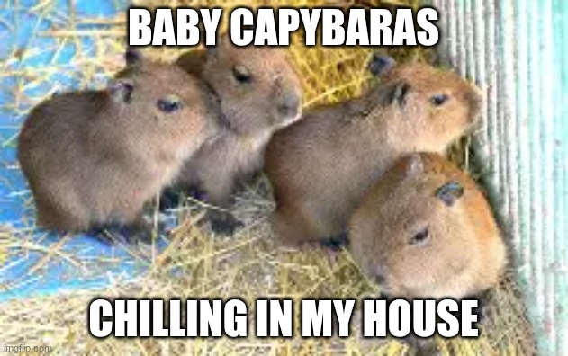 Capybaras In My House | BABY CAPYBARAS; CHILLING IN MY HOUSE | image tagged in memes,capybara,funny,funny memes | made w/ Imgflip meme maker
