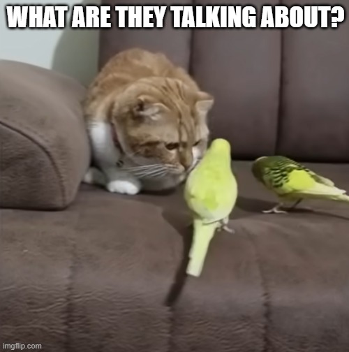 Secret Pet Meeting | WHAT ARE THEY TALKING ABOUT? | made w/ Imgflip meme maker