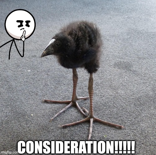 Ation bird consideration | CONSIDERATION!!!!! | image tagged in tion bird | made w/ Imgflip meme maker