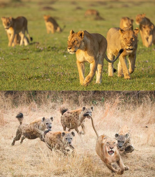 Lions vs Hyenas comparison Blank Meme Template