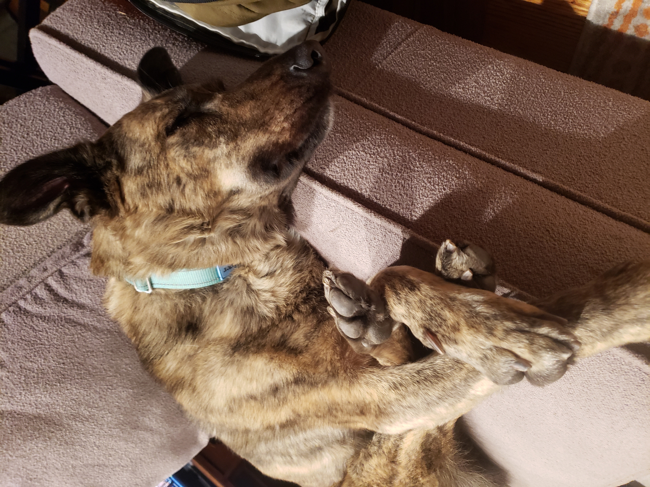 Working from home Blank Meme Template