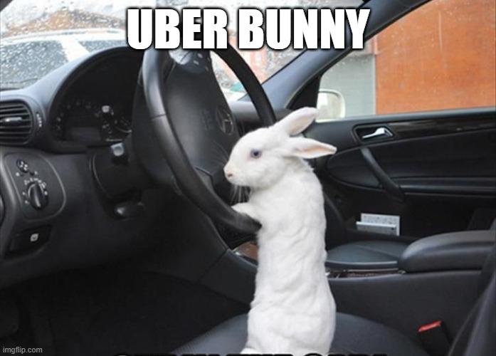 Get It, Let's Go Fur a Ride | UBER BUNNY | image tagged in bunnies | made w/ Imgflip meme maker