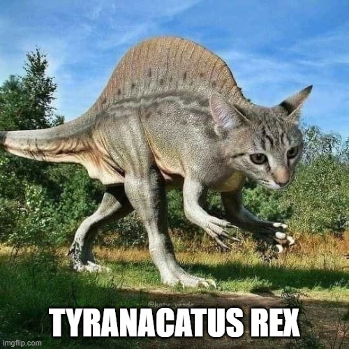 Dino Cat | TYRANACATUS REX | image tagged in cats | made w/ Imgflip meme maker