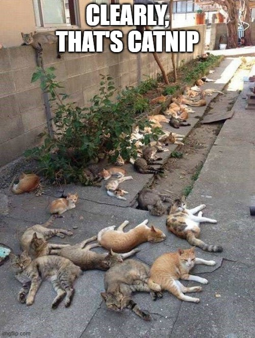 Catnip Alert | CLEARLY, THAT'S CATNIP | image tagged in cats | made w/ Imgflip meme maker
