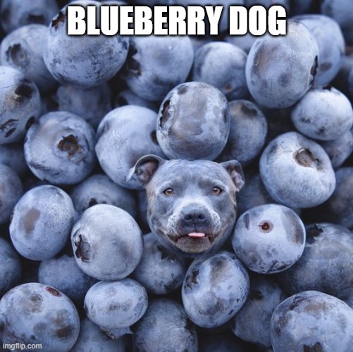 Blue Dog | BLUEBERRY DOG | image tagged in dogs | made w/ Imgflip meme maker