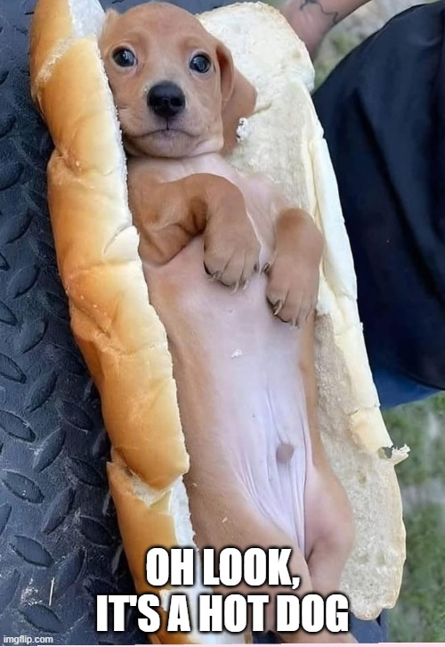 Hot Dog | OH LOOK, IT'S A HOT DOG | image tagged in dogs | made w/ Imgflip meme maker