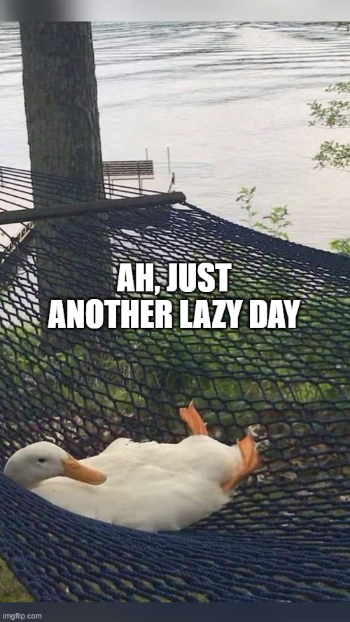Lazy Duck | AH, JUST ANOTHER LAZY DAY | image tagged in ducks | made w/ Imgflip meme maker