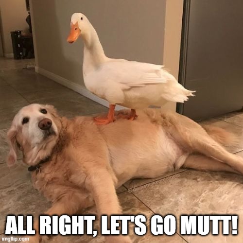 Duck Ride | ALL RIGHT, LET'S GO MUTT! | image tagged in ducks | made w/ Imgflip meme maker