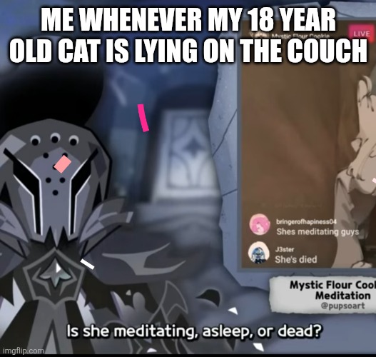Old cat much sleep | ME WHENEVER MY 18 YEAR OLD CAT IS LYING ON THE COUCH | image tagged in cat,funny,cookie run kingdom | made w/ Imgflip meme maker