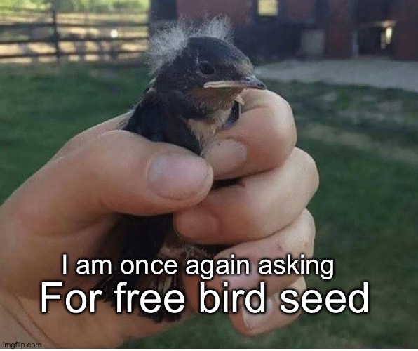 The bird owns multiple nests | For free bird seed; I am once again asking | image tagged in bernie sanders,politics lol,memes | made w/ Imgflip meme maker