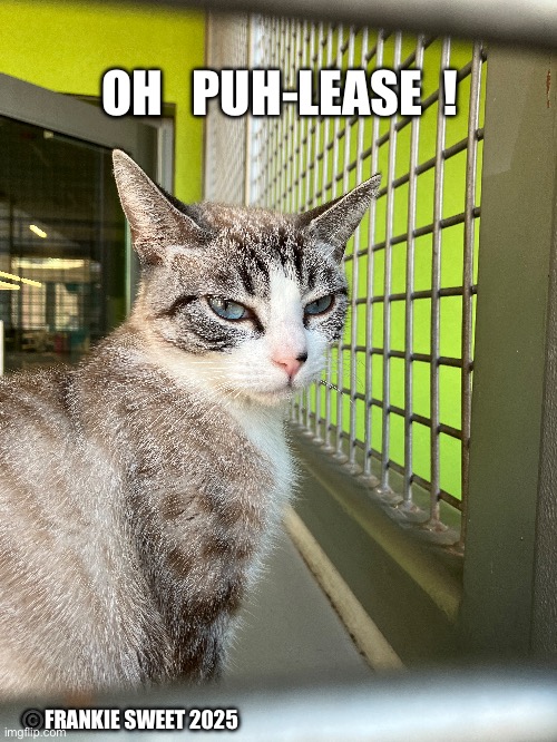 Oh puh-lease | OH   PUH-LEASE  ! ©️FRANKIE SWEET 2025 | image tagged in cat,pets,cute,sarcasm | made w/ Imgflip meme maker