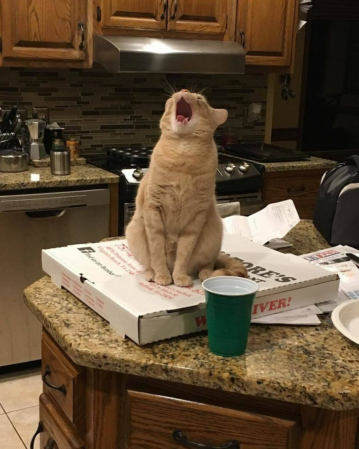 Ethics Cat Blank Meme Template