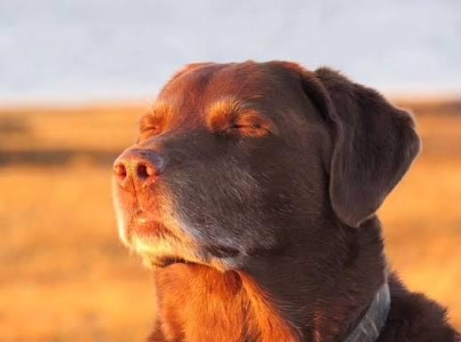 peaceful good boy Blank Meme Template