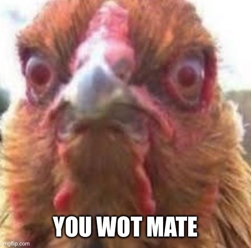 evil chicken eye | YOU WOT MATE | image tagged in evil chicken eye | made w/ Imgflip meme maker