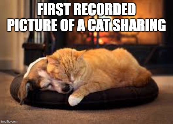 Here's the first recorded picture of a cat sharing with a dog.  --  funny  -- | FIRST RECORDED PICTURE OF A CAT SHARING | image tagged in cats,funny,kittens,humor,sharing,dog | made w/ Imgflip meme maker