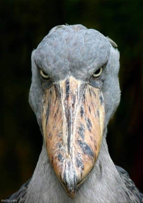 shoebill | image tagged in shoebill | made w/ Imgflip meme maker