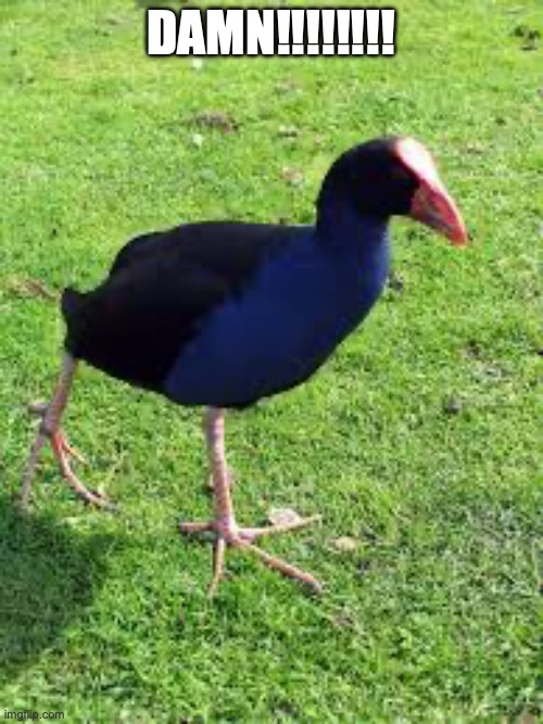 this is an adult pukeko btw | DAMN!!!!!!!! | made w/ Imgflip meme maker