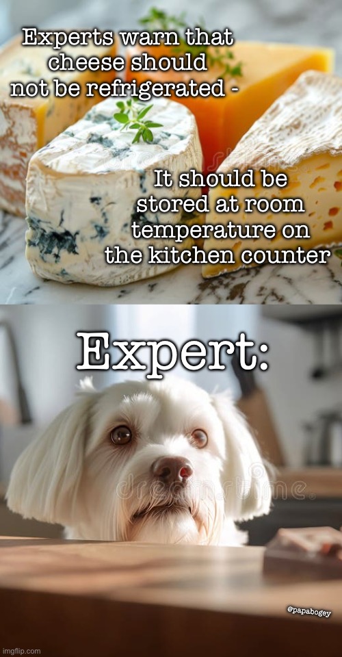 Cheese experts | Experts warn that cheese should not be refrigerated -; It should be stored at room temperature on the kitchen counter; Expert:; @papabogey | image tagged in cheese,dog,dogs,kitchen | made w/ Imgflip meme maker