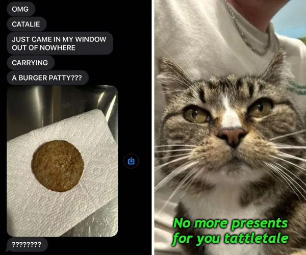 Try to bring a gal a patty, and she gotta tell all the neighbors. Sheesh! | No more presents
for you tattletale | image tagged in funny cat memes | made w/ Imgflip meme maker