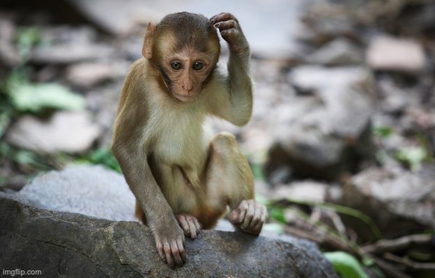 Thinking Monkey | image tagged in thinking monkey | made w/ Imgflip meme maker