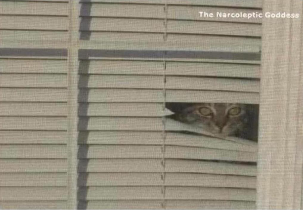 Cat Blank Meme Template