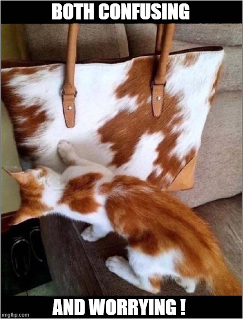 What Is This ? | BOTH CONFUSING; AND WORRYING ! | image tagged in cats,handbag,confusion,worried | made w/ Imgflip meme maker
