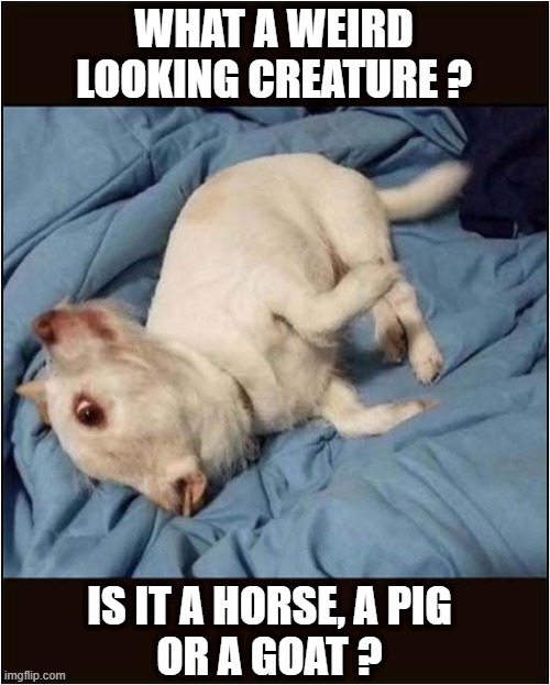 When You See It | WHAT A WEIRD LOOKING CREATURE ? IS IT A HORSE, A PIG
OR A GOAT ? | image tagged in dogs,weird,creatures | made w/ Imgflip meme maker
