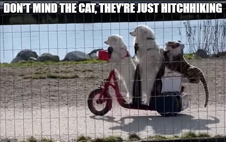 DON'T MIND THE CAT, THEY'RE JUST HITCHHIKING | made w/ Imgflip meme maker