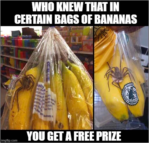 Do You Feel Lucky ? | WHO KNEW THAT IN CERTAIN BAGS OF BANANAS; YOU GET A FREE PRIZE | image tagged in bananas,spider,prize,dangerous situations | made w/ Imgflip meme maker