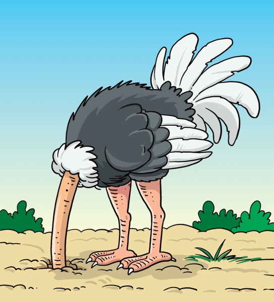 Ostrich head in sand Blank Meme Template