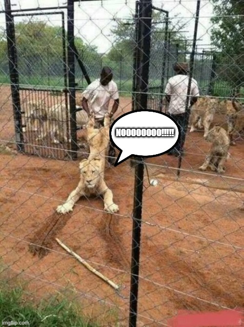 No matter the size, a cat is a cat... | NOOOOOOOO!!!!! | image tagged in memes,cats,funny,big cats | made w/ Imgflip meme maker