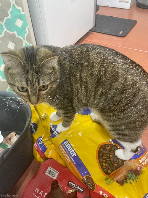 He has conquered food mountain | made w/ Imgflip meme maker