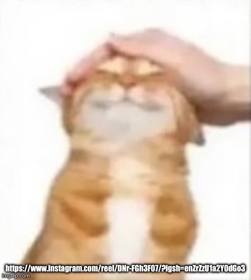 Cat being petted | https://www.instagram.com/reel/DNr-FGh3F07/?igsh=enZrZzU1a2Y0dGo3 | image tagged in cat being petted | made w/ Imgflip meme maker