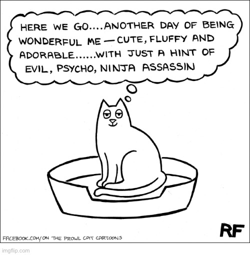 On the Prowl… | image tagged in cats,comics,on the prowl,wonderful,versatile | made w/ Imgflip meme maker