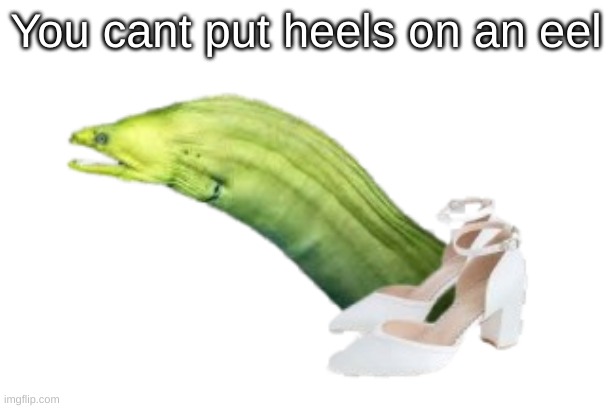 Start using this imaginary phrase and image anywhere you want | You cant put heels on an eel | image tagged in new meme,absolute eel,eel,you cant put heels on an eel,high heels | made w/ Imgflip meme maker