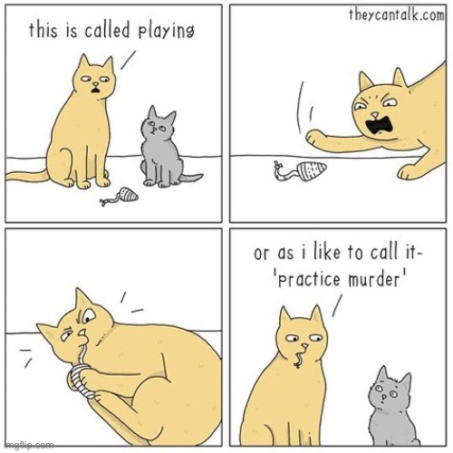 Ninja assassin training techniques… | image tagged in cats,comics,kitten,lesson,playing,practice murder | made w/ Imgflip meme maker