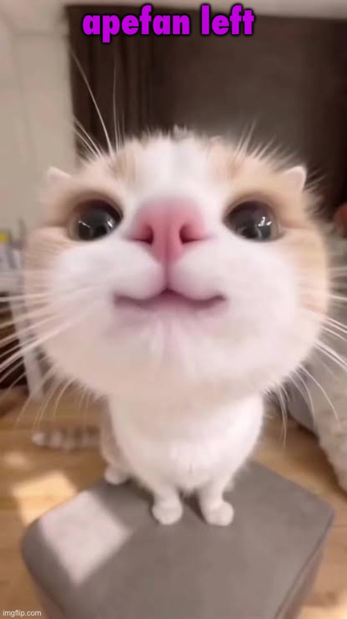 gatito | apefan left | image tagged in gatito | made w/ Imgflip meme maker