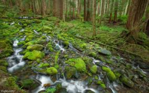 moss | image tagged in moss | made w/ Imgflip meme maker