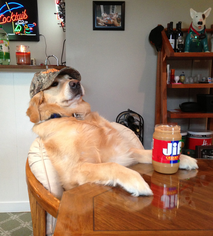 JIF Dog Blank Meme Template
