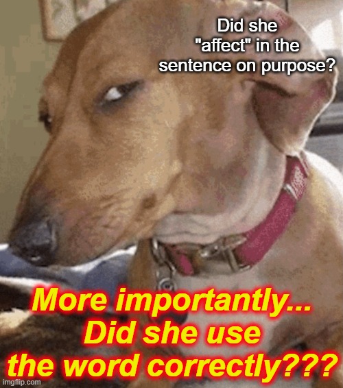 Side eye dog | Did she "affect" in the sentence on purpose? More importantly... Did she use the word correctly??? | image tagged in side eye dog | made w/ Imgflip meme maker