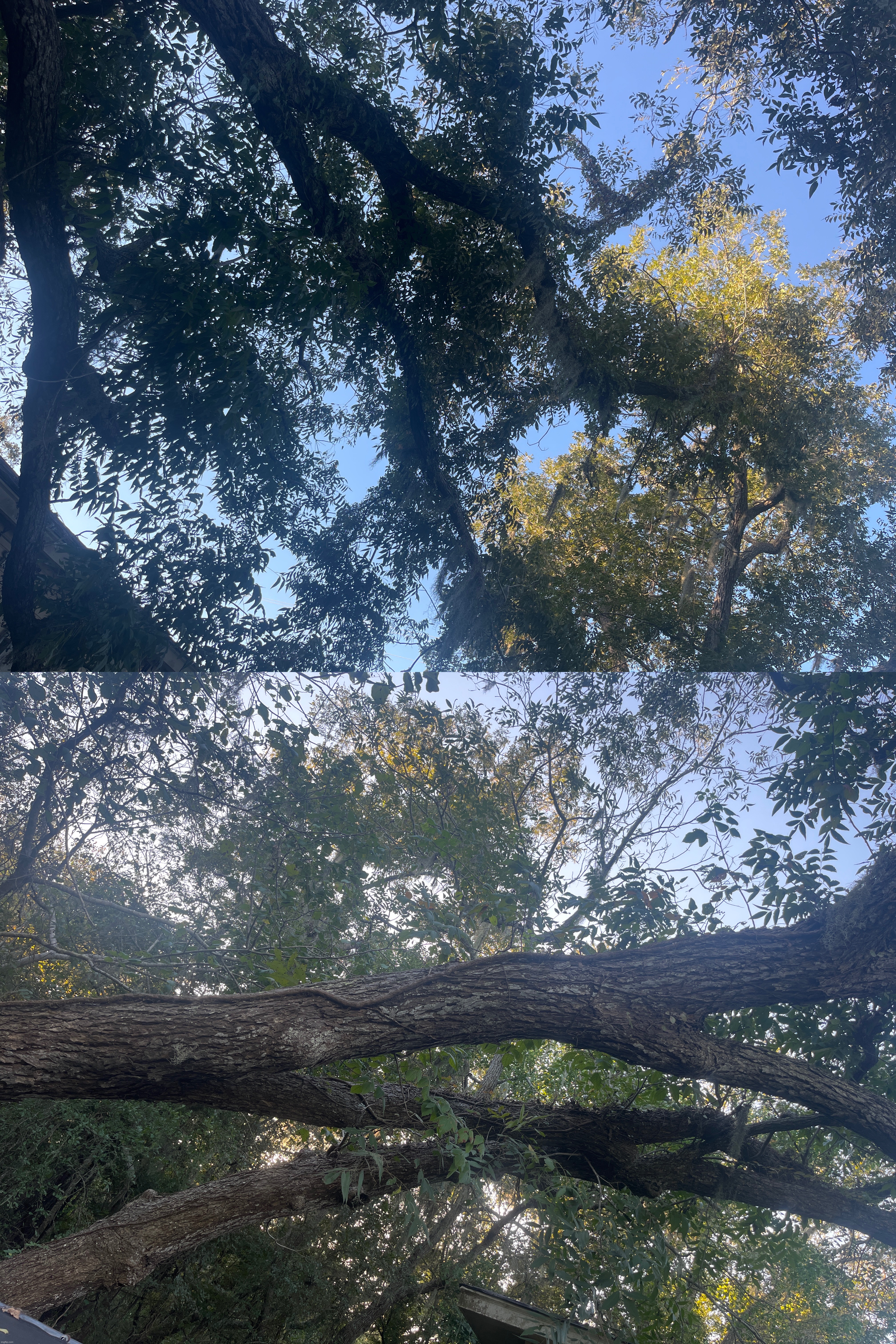 the tree that threatens me every day by getting closer to my room | made w/ Imgflip meme maker