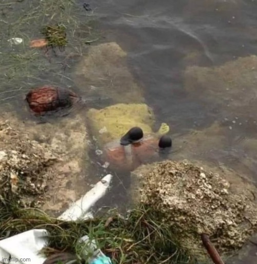 sungerbob | image tagged in sungerbob | made w/ Imgflip meme maker