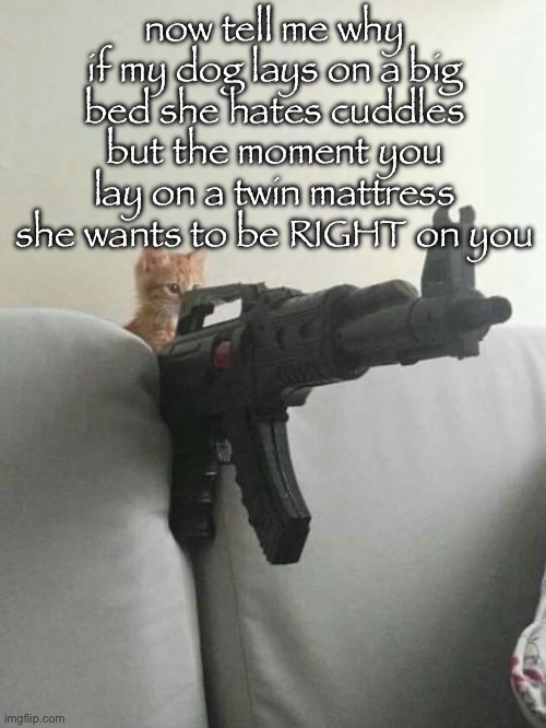pew pew | now tell me why if my dog lays on a big bed she hates cuddles but the moment you lay on a twin mattress she wants to be RIGHT on you | image tagged in pew pew | made w/ Imgflip meme maker
